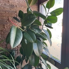 観葉植物　ゴムの木　大の画像