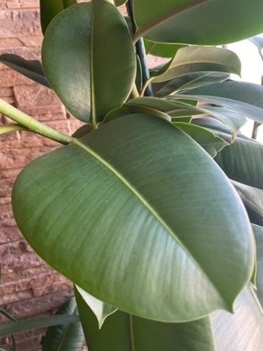 観葉植物　ゴムの木　大