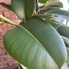 観葉植物　ゴムの木　大の画像