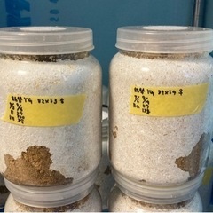 国産オオクワガタ    幼虫3頭ボトルセット　能勢YG  