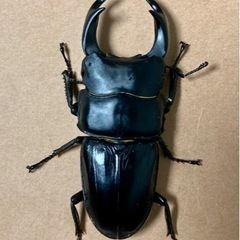 国産オオクワガタ    幼虫3頭ボトルセット　能勢YG  の画像