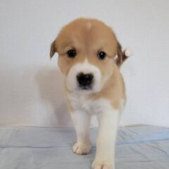 生後１ヶ月モカくん里親募集中(代理投稿)