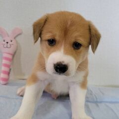 生後１ヶ月ラテくん里親募集中(代理投稿)