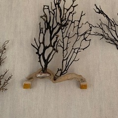 ウミウチワ珊瑚セットの画像