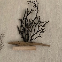 ウミウチワ珊瑚セットの画像