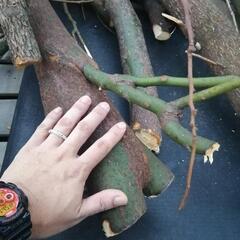 薪 焚き付け 剪定材 小枝 薪ストーブ 焚き火 キャンプに 愛西市の画像