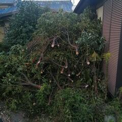 薪 焚き付け 剪定材 小枝 薪ストーブ 焚き火 キャンプに 愛西市の画像