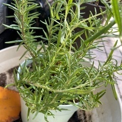 植物好きな方とお友達になりたいです