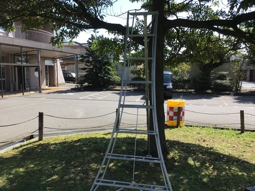 ガーデニング　剪定用キャタツ　8尺