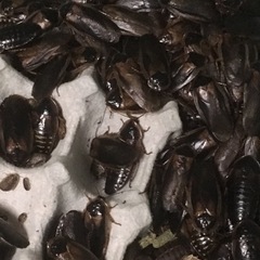 自家繁殖デュビア  SS(産まれたて)〜