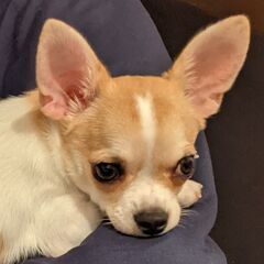 家庭教師、無料でやりますの画像