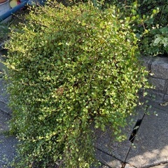 ワイヤープランツ　素焼き鉢植え　大きめの画像