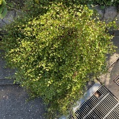 ワイヤープランツ　素焼き鉢植え　大きめの画像