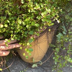 ワイヤープランツ　素焼き鉢植え　大きめの画像