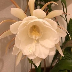 月下美人　苗　
