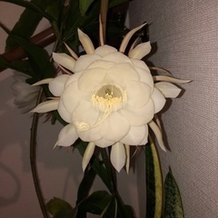 月下美人　苗　の画像