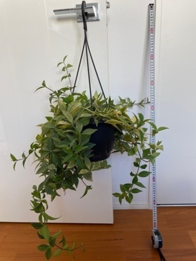 ペペロミア　プテオラータ　観葉植物　吊り下げ ぺぺロミアプテオラータ #ペペロミアハッピービーン#ペペロミア 