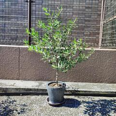 オリーブの植木 樹高100cm①の画像
