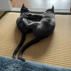 別府、大分辺りの猫好きさんと仲良くなりたい！