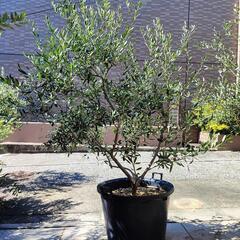 大型 オリーブの植木鉢②