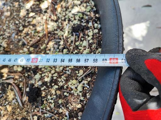 大型 オリーブの植木鉢②