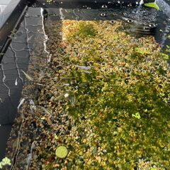 ミックスメダカ 15匹
程度の画像