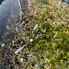 ミックスメダカ 15匹
程度の画像