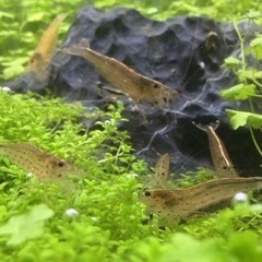 ミナミヌマエビ　30匹　no22の画像