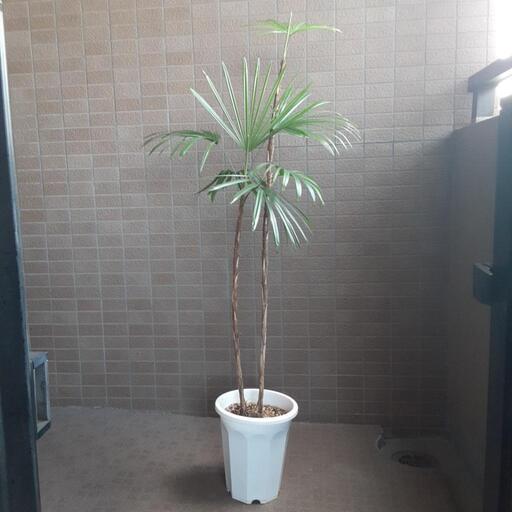 観葉植物観音竹