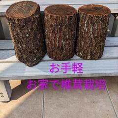 お家で椎茸栽培　椎茸のなる木