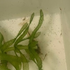 水草セット＋おまけ（ミナミヌマエビ 稚エビ赤ちゃん10匹）の画像