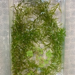 水草セット＋おまけ（ミナミヌマエビ 稚エビ赤ちゃん10匹）