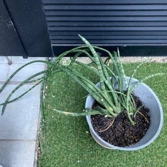 あげます　観葉植物　マザーリーフ　サンスベリアスタッキーの画像