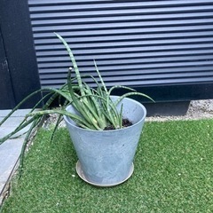あげます　観葉植物　マザーリーフ　サンスベリアスタッキーの画像