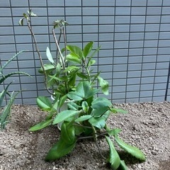 あげます　観葉植物　マザーリーフ　サンスベリアスタッキーの画像