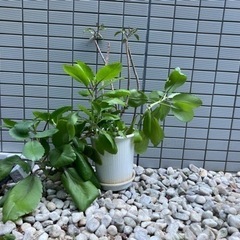 あげます　観葉植物　マザーリーフ　サンスベリアスタッキー