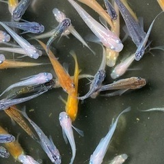 ＊完売しました。楊貴妃・紅白・幹之幼魚選外20匹1000円‼︎の画像