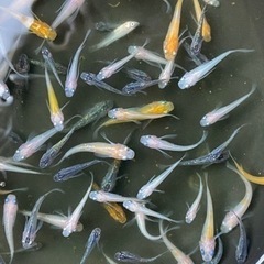 ＊完売しました。楊貴妃・紅白・幹之幼魚選外20匹1000円‼︎の画像