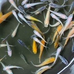 ＊完売しました。楊貴妃・紅白・幹之幼魚選外20匹1000円‼︎の画像
