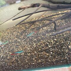 水槽セットの画像