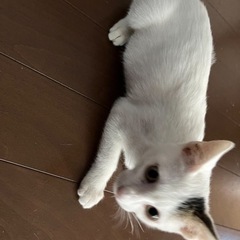 はくちゃん ♂子猫 