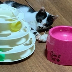 遊ぶの大好きお髭のある子猫ちゃん