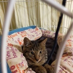 可愛いお顔のキジトラちゃん兄妹。 - 猫