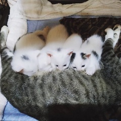 子猫譲ります。