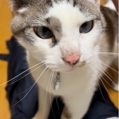 飼い主脳梗塞にて緊急里親募集3歳(里親様決まりました！)