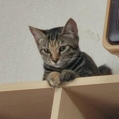 【里親様決定】スレンダーな美人猫　キジトラ５ヶ月　女のコ　ふきちゃん - 猫