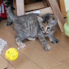 【里親様決定】スレンダーな美人猫　キジトラ５ヶ月　女のコ　ふきちゃん - 里親募集