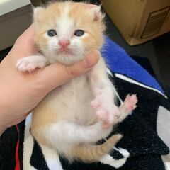 【生後10日】授乳期の子猫の里親募集