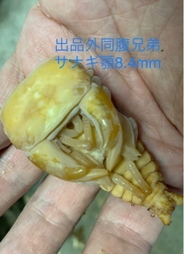 ■■国産超太血統種親レベル♂75前後□顎6.8〜6.9上阿古谷SPZペア