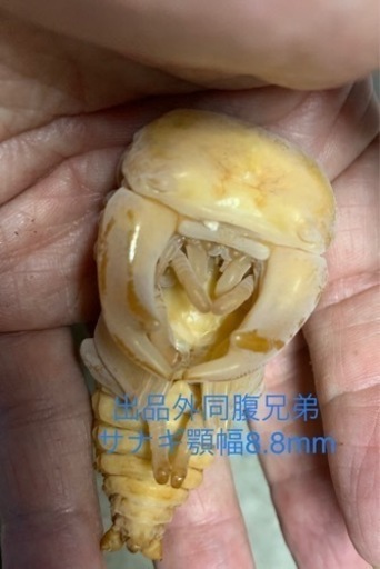 ■■国産超太血統種親レベル♂75前後□顎6.8〜6.9上阿古谷SPZペア